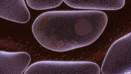 undabo_pitch_livercell