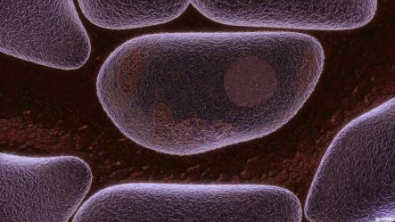 undabo_pitch_livercell